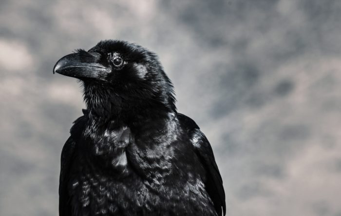 crow