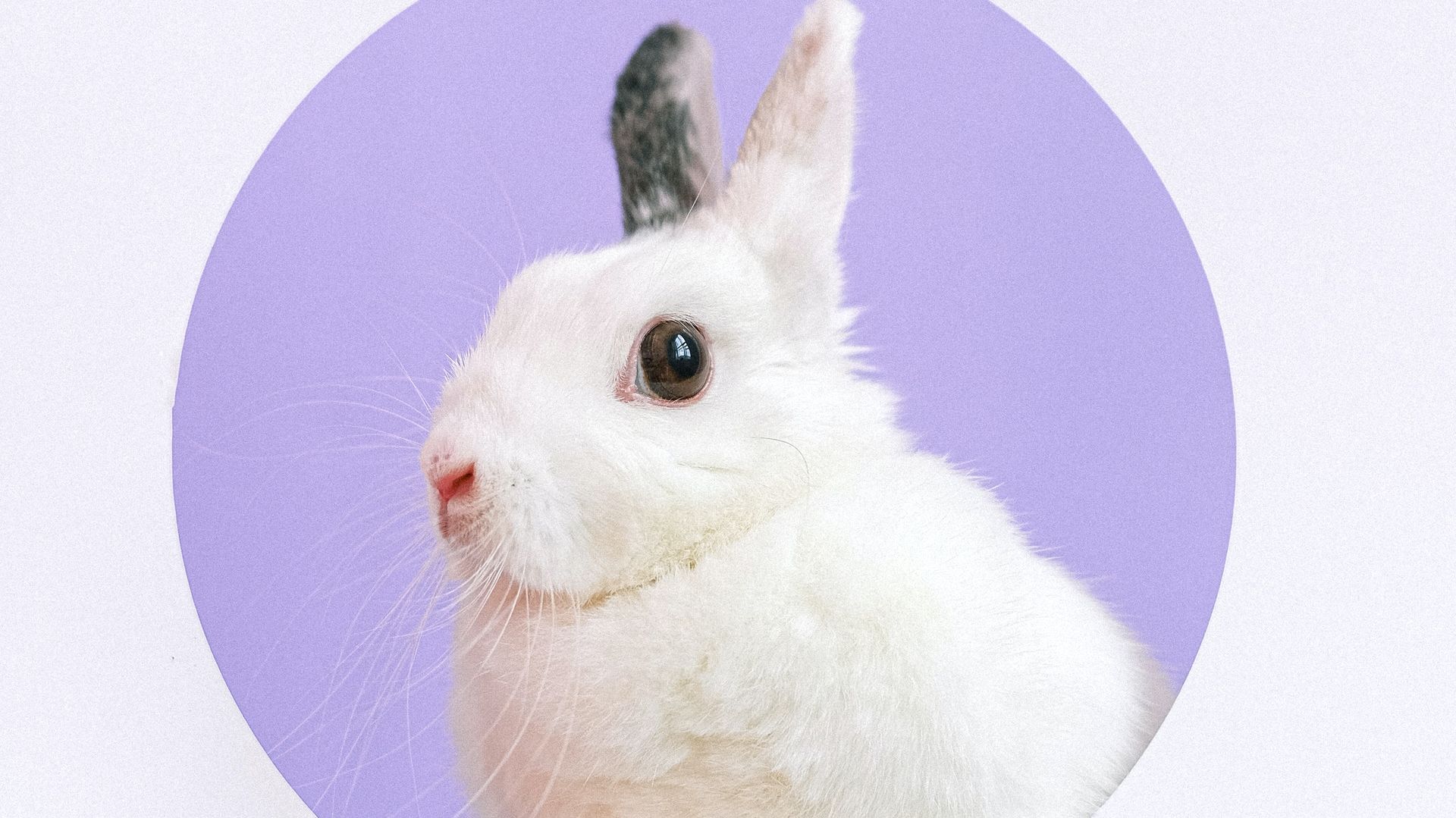 Easter horror movies! 957 THE ROCK